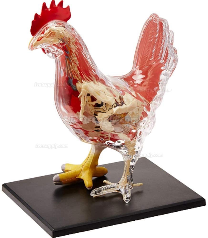 Chicken Skeleton & Anatomy Model Kit Detachable 32 Parts Animal Biology